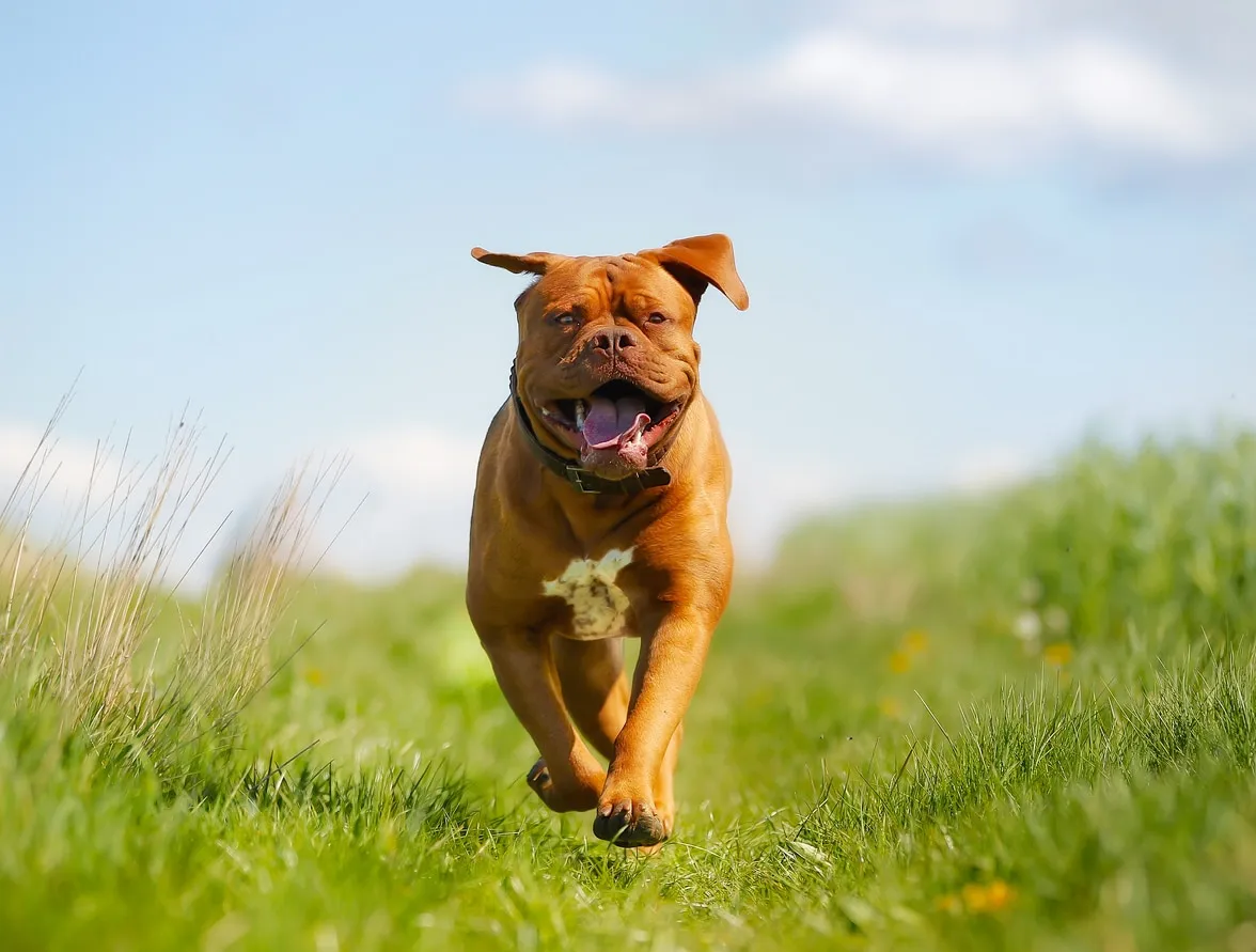 A powerful red-brown Dogue de Bordeaux runs freely outdoors, its jowls and tongue flopping with motion.