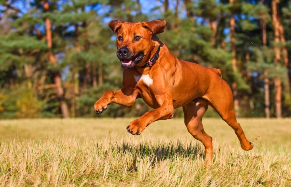 A powerful Rhodesian Ridgeback with a short, sleek reddish-wheaten coat and the distinctive ridge of fur running down its back.
