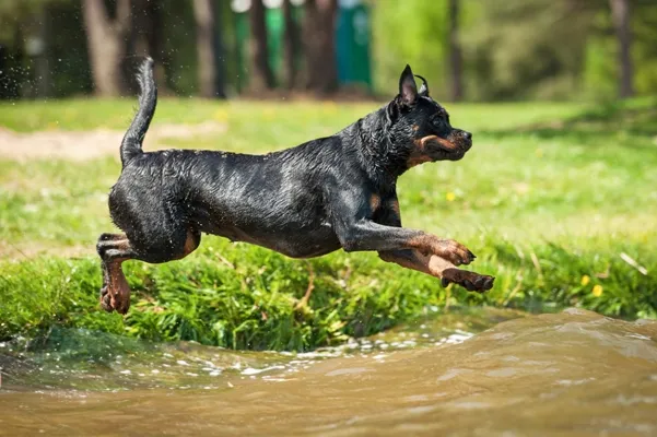A powerful Rottweiler, an excellent medium to large size family protection dog, mid-jump during play, demonstrating its agility and strength.