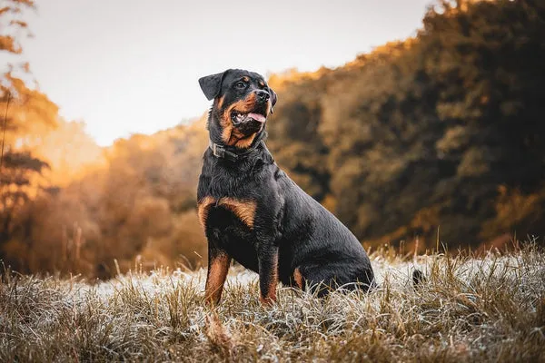 A powerful Rottweiler dog, renowned for its protective instincts, standing alertly outdoors.
