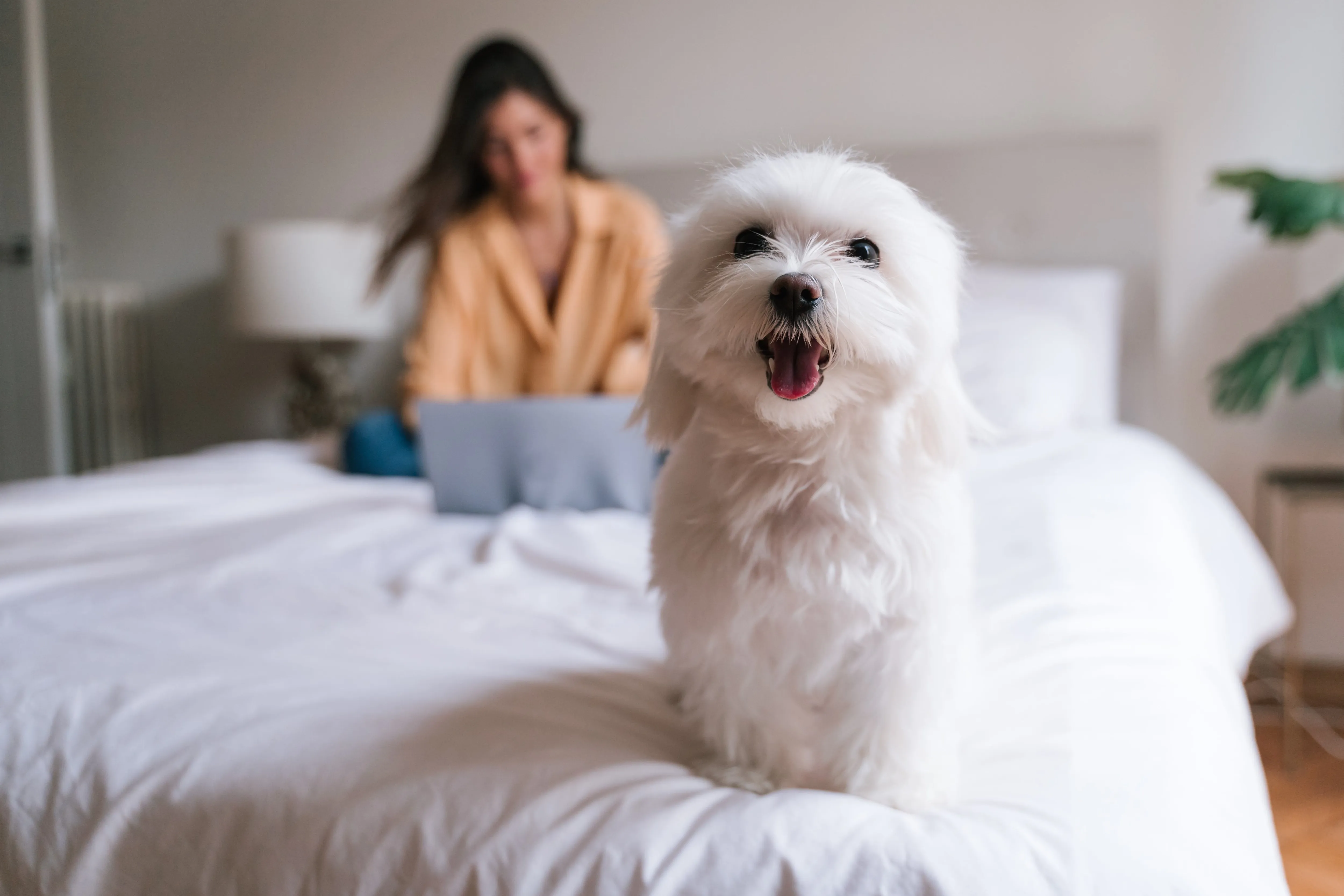 A pristine white Maltese dog stands gracefully on a bed, its long, flowing hair cascading, with a person in the soft background.