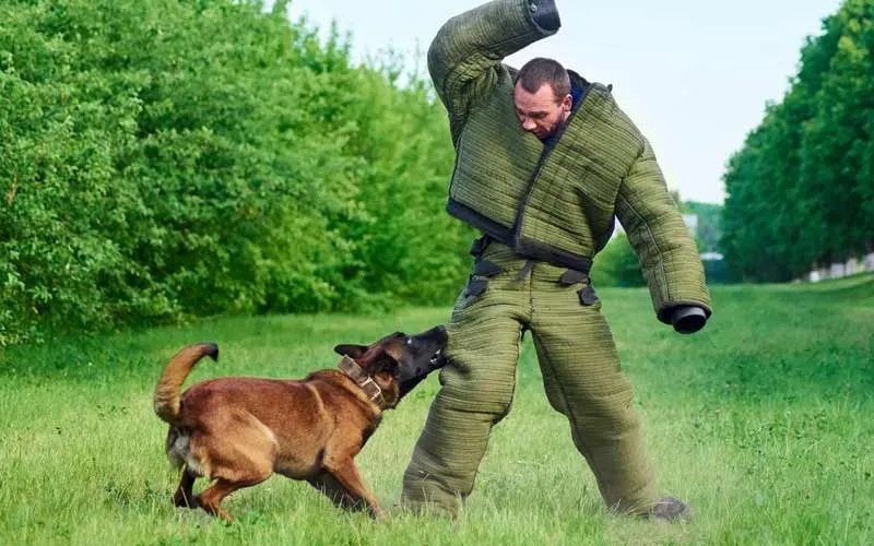 A professional dog trainer demonstrates bite work with a German Shepherd in a green field, showcasing intense focus and drive during training.