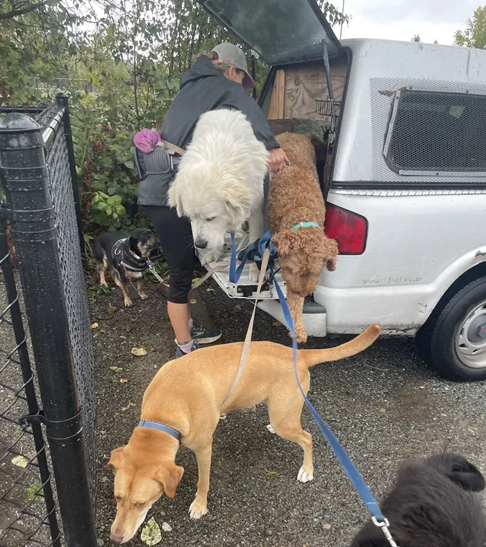A professional dog walker in Seattle bending down to interact with a group of happy dogs at Magnuson Off-Leash Dog Park on a cloudy day