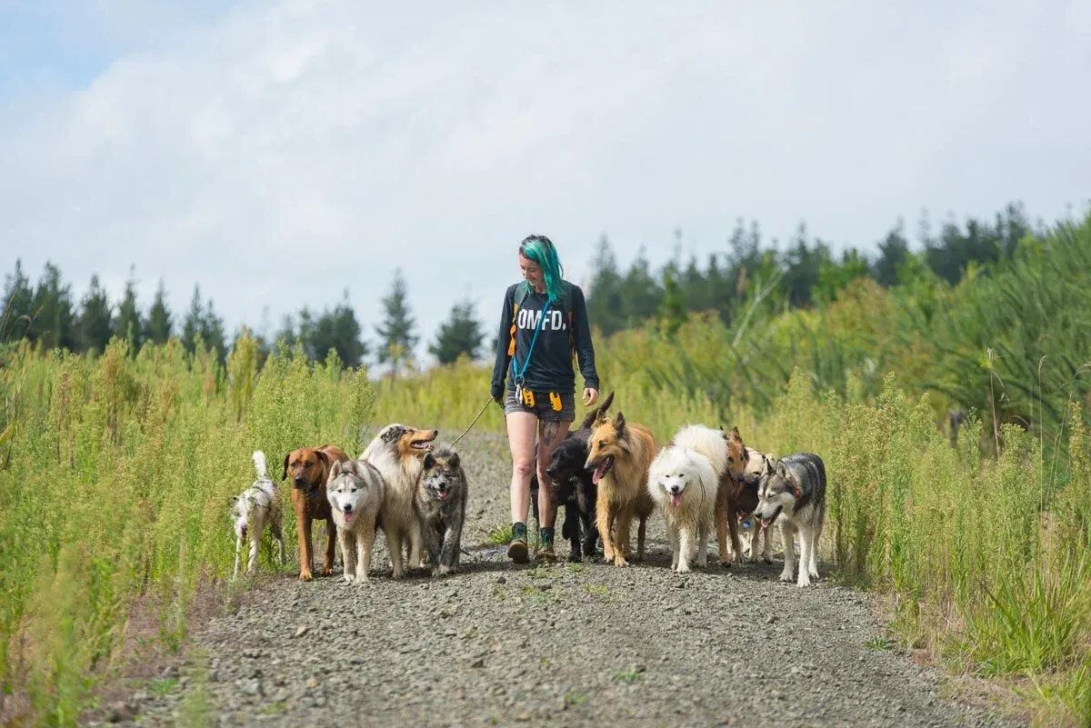 A professional dog walker leads a diverse pack of dogs, all walking calmly on leash, illustrating the structured and harmonious nature of pack walking in Auckland.