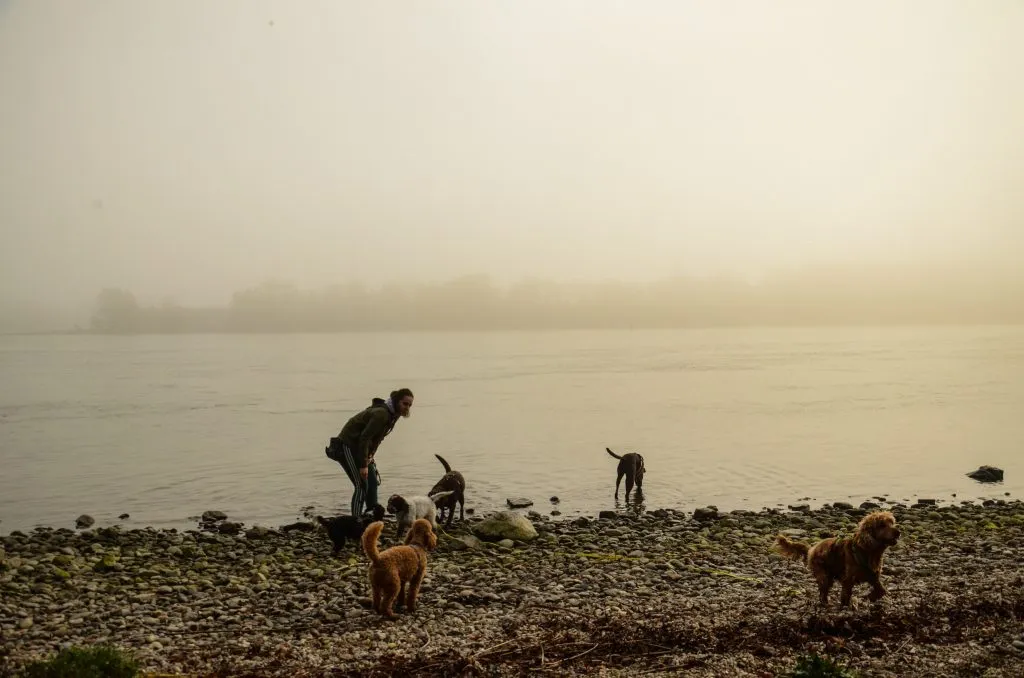 A professional dog walker with a large group of diverse dogs on a scenic outdoor path, demonstrating expert group management.