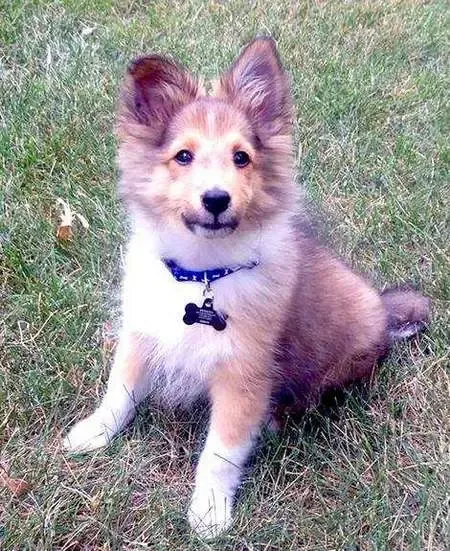 A proud 12-week-old sable Sheltie puppy, Buddy, looking directly at the camera