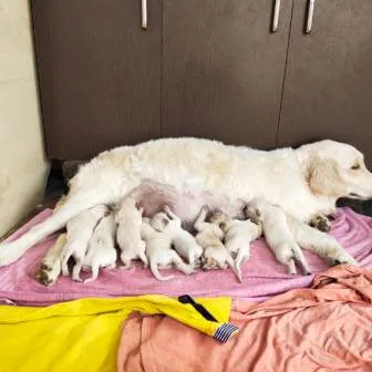 A proud chocolate brown Labrador mother with her healthy puppies in our Bangalore kennel