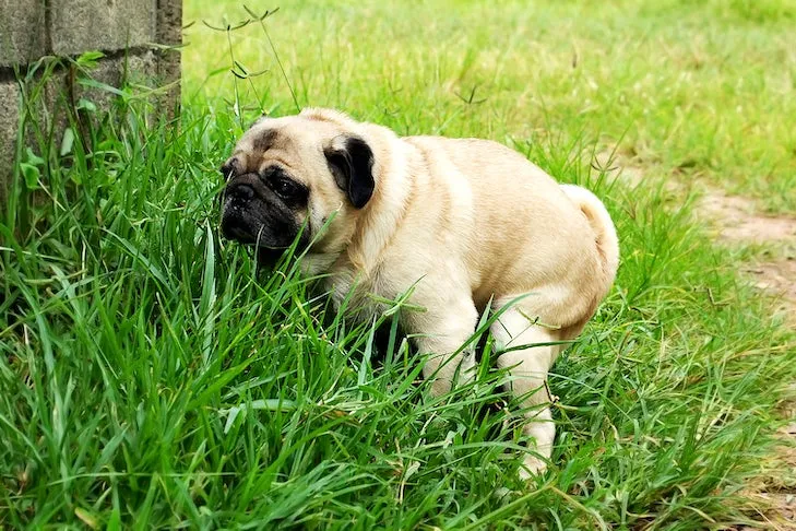 A Pug puppy squatting to poop in tall green grass, demonstrating outdoor potty on cue.