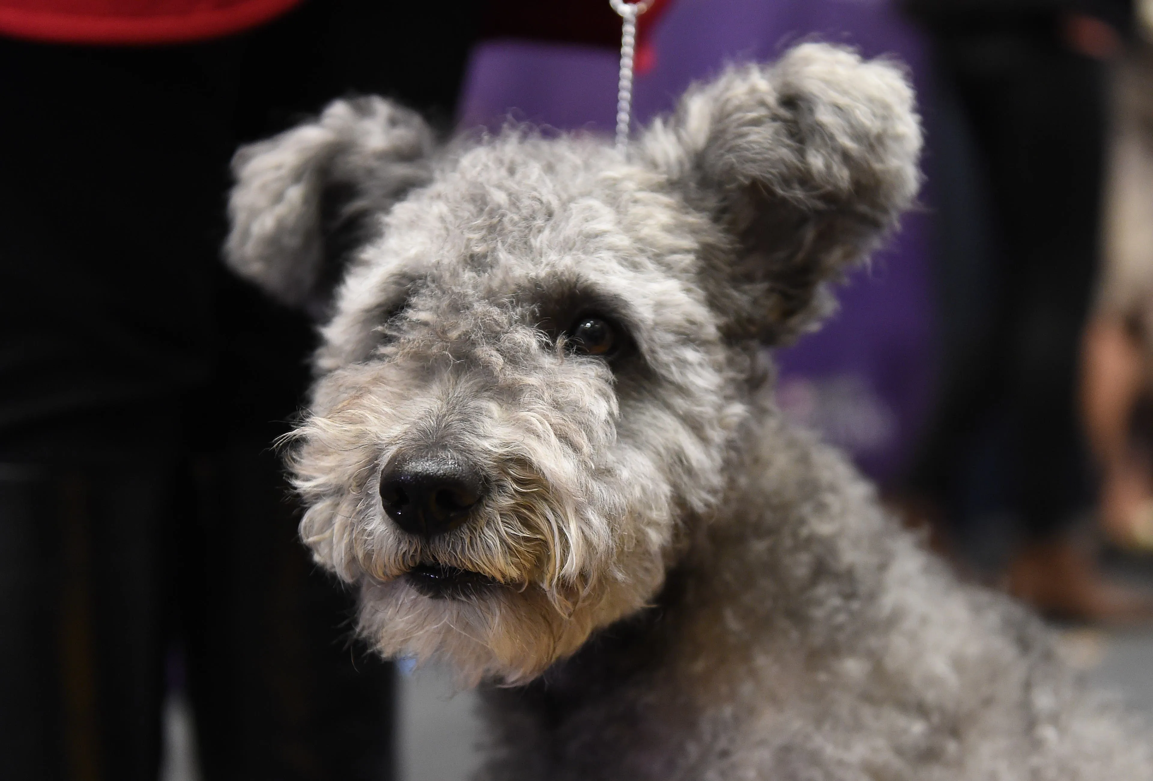 A Pumi dog, with its distinctive corded coat, stands alert in an urban setting.