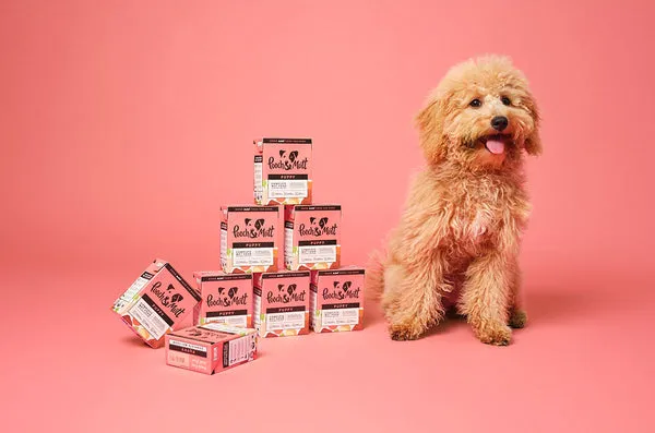A puppy chewing on a rope toy to relieve teething discomfort