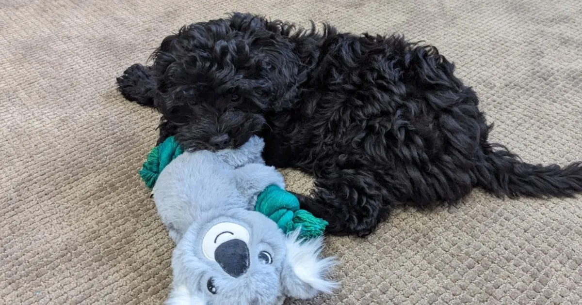 A puppy enjoying a rope toy