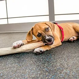A puppy gently playing with a toy