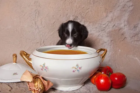 A puppy happily licking a small bowl of broth.