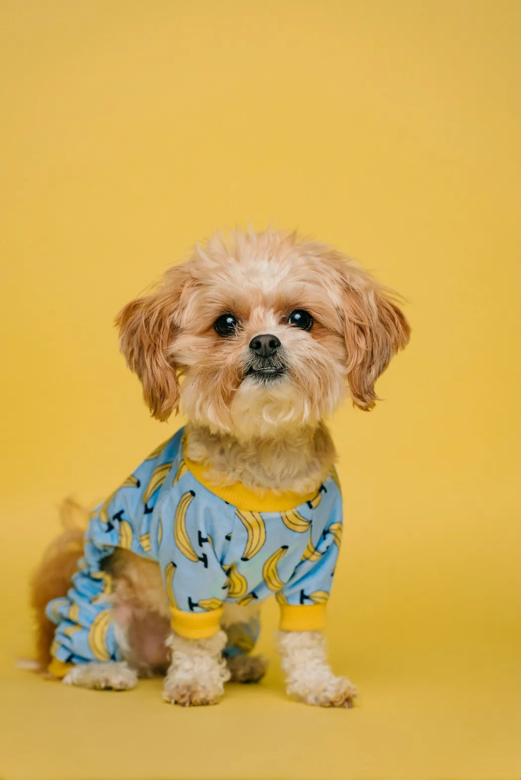 A puppy looking up at a treat being held over its head