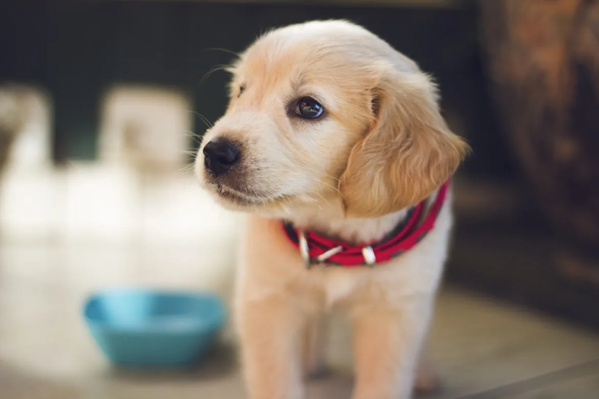 A puppy looking up at its owner with adoring eyes.