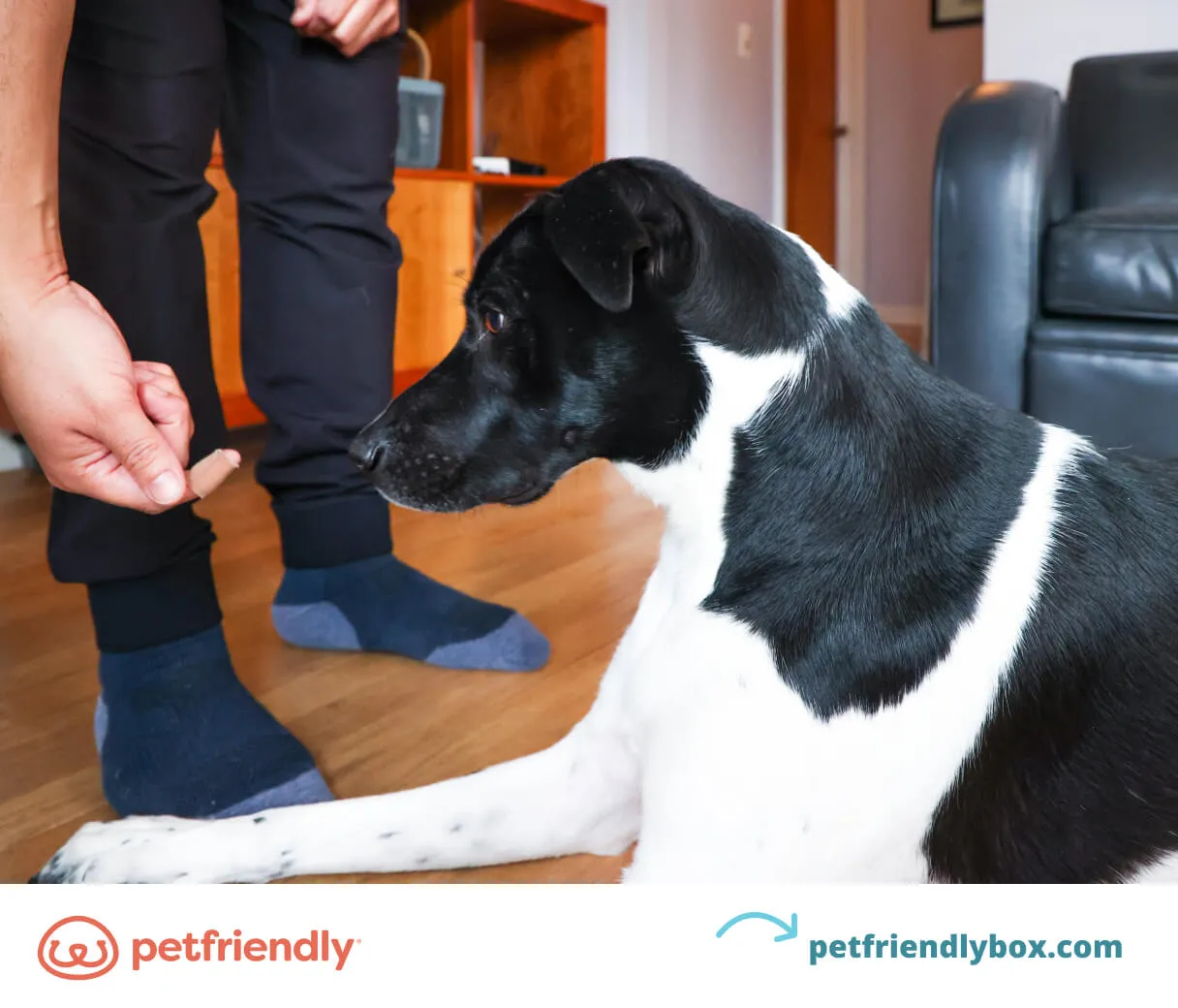 A puppy lying on its side with eyes closed, in a 'play dead' pose.