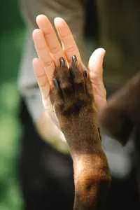 A puppy's paw reaching up to a person's hand for a high five