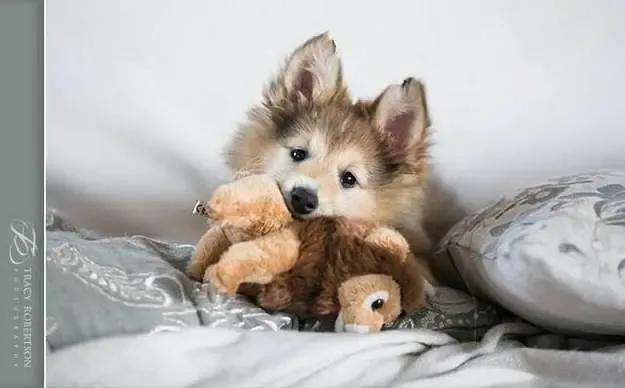 A rare photo of a Sheltie puppy playfully interacting with a large stuffed lion toy