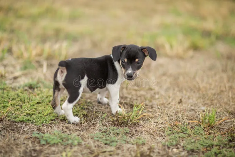 A Rat Terrier puppy in the yard.