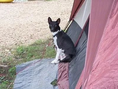 A red and white Basenji dog, Perrin, sitting calmly in front of a blue and grey camping tent