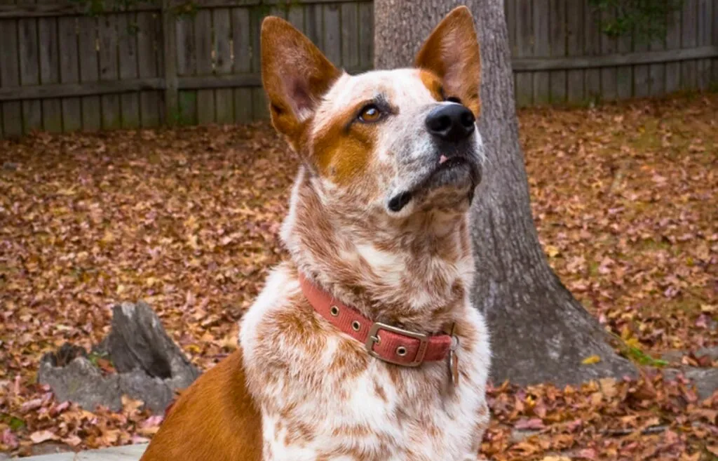 A "Red Heeler" Australian Cattle Dog with its distinctive mottled red coat pattern, looking intelligent and focused.