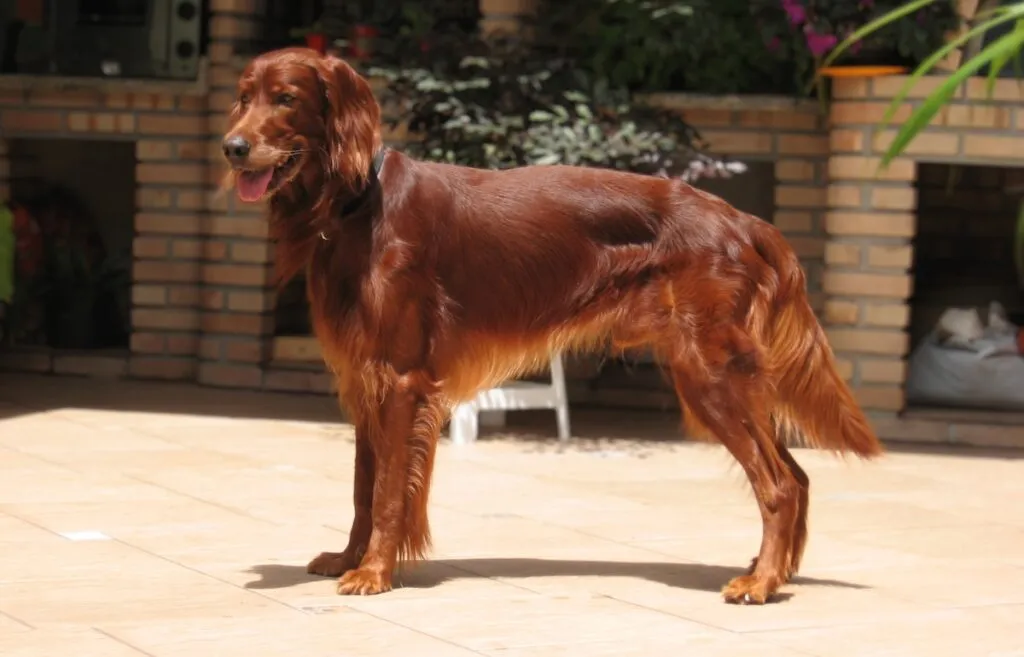A regal Irish Setter dog standing in a field, showcasing its smooth, glossy deep mahogany red coat with characteristic long feathering.
