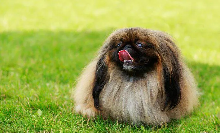 A regal Pekingese dog with flowing fur on the grass