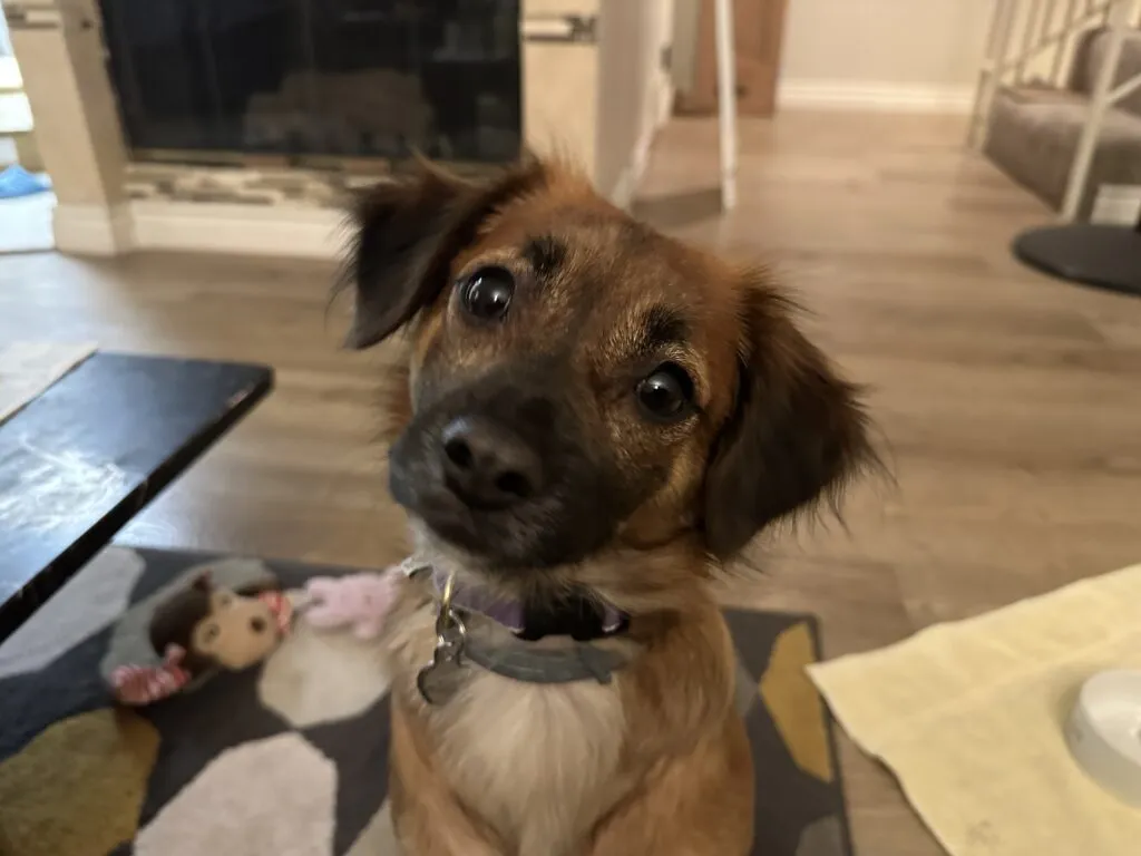A rescue dog, Taiyo, wearing a harness and leash, looking attentive during an indoor leash training session with a handler. Focus is on positive reinforcement for loose leash walking.