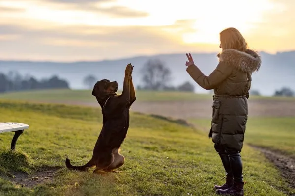 A Rottweiler looking attentively at its owner's hands demonstrating a dog training hand signal