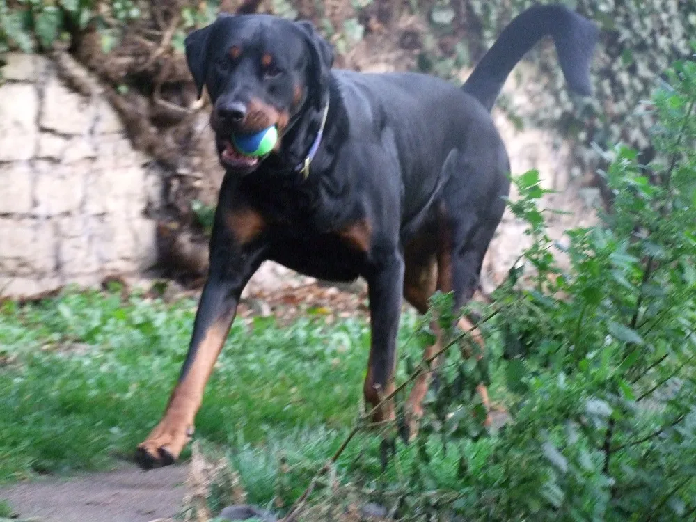 A Rottweiler trying to get a tennis ball directly from the bucket of the GoDogGo G4 launcher before it launches
