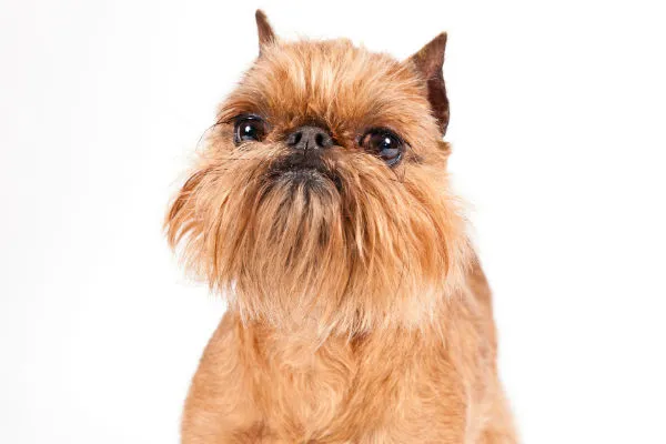 A rough-coated Brussels Griffon with a distinctive bearded face