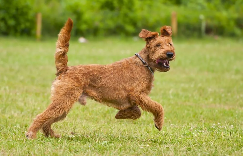 A rugged Irish Terrier showcasing its coarse, wiry red coat and distinctive bearded muzzle.