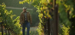 A rural landscape with cattle grazing, representing the agricultural communities that rely on stores like Tractor Supply for essential farm and pet care products.