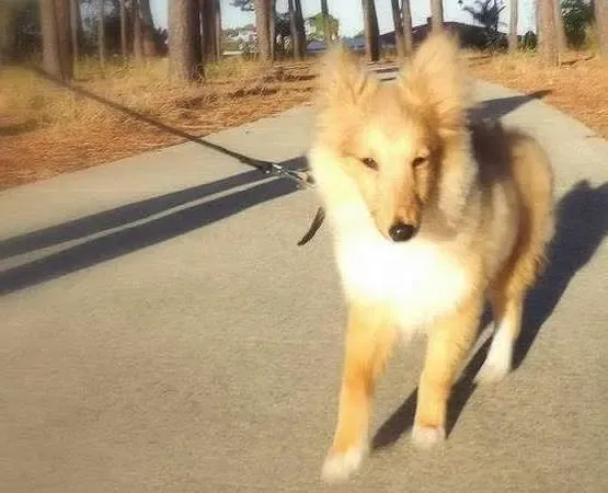 A sable Sheltie puppy, Arthur, getting accustomed to wearing a leash for the first time