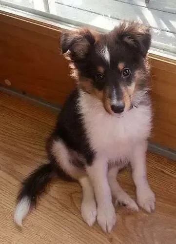 A sable Sheltie puppy, Buddy, pointing playfully with all four paws and tail, showing affection