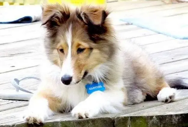 A sable Sheltie puppy, Cas, with a happy expression, possibly smiling at something intriguing
