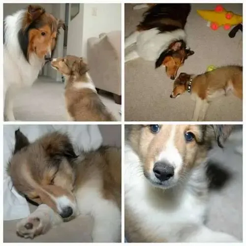A sable Sheltie puppy, Charlie, bonding with his big brother Monty in their new home