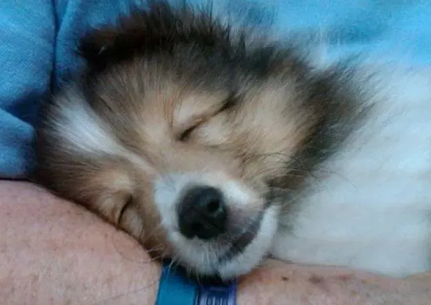A sable Sheltie puppy, Connor, visiting the vet, blissfully unaware of other animals nearby