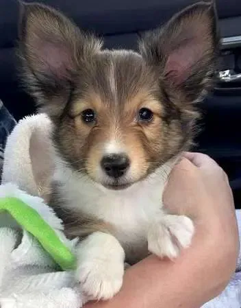 A sable Sheltie puppy, Deacon Blue, with alert, expressive ears, looking mischievous