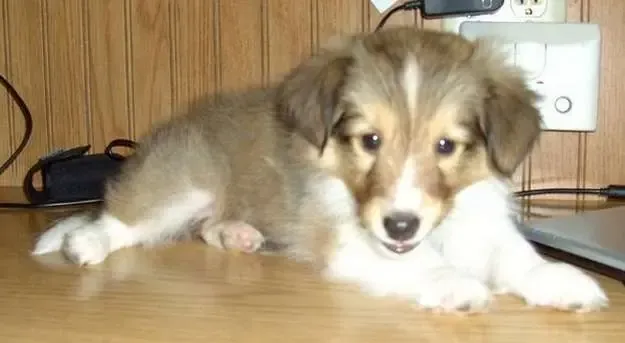 A sable Sheltie puppy, Dixie, with perfectly floppy ears, posing playfully by a computer mouse