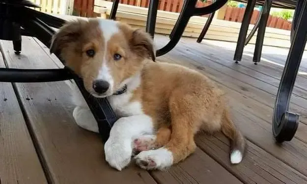 A sable Sheltie puppy, Frankie, looking sadly at the camera with soft eyes