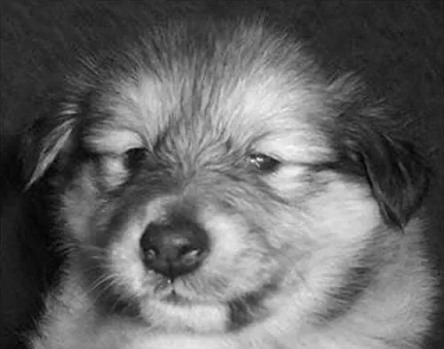 A sable Sheltie puppy, Freddy, looking hopefully for treats, convinced sausages are nearby