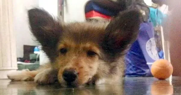 A sable Sheltie puppy, Homer, with particularly alert and large ears, reminiscent of a fennec fox