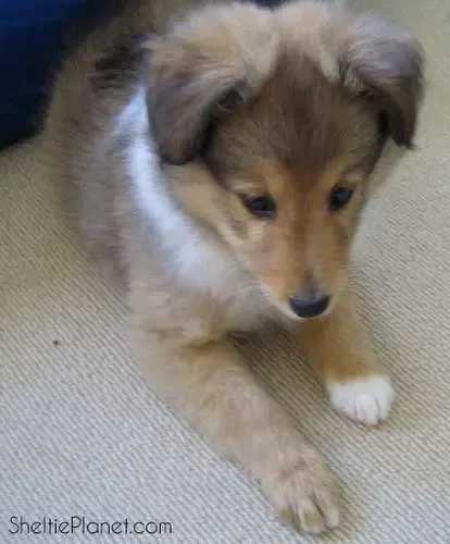 A sable Sheltie puppy, Howard, feigning a forlorn look to elicit cuddles and attention