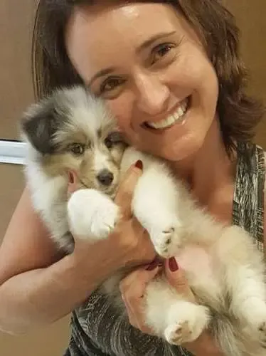 A sable Sheltie puppy, Iwin, looking irresistibly cute and fluffy, inviting snuggles