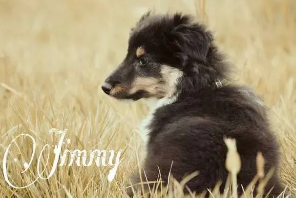 A sable Sheltie puppy, Jimmy, with an expressive face, contemplating his future career path