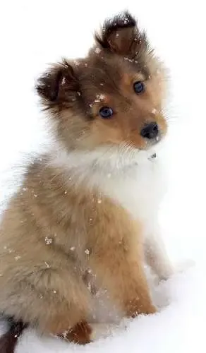 A sable Sheltie puppy, Juke, looking content and playful in a snowy environment