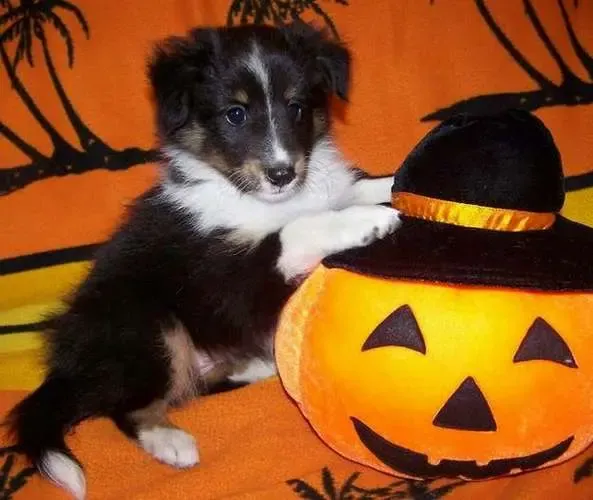 A sable Sheltie puppy, Kenzie, playfully interacting with a festive, carved pumpkin