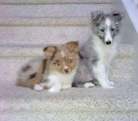 A sable Sheltie puppy, Merlin, with a Mini Aussie, Apache, on a staircase