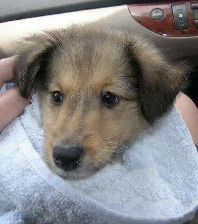 A sable Sheltie puppy, Miles, meticulously grooming himself, preparing for his "hair salon visit"